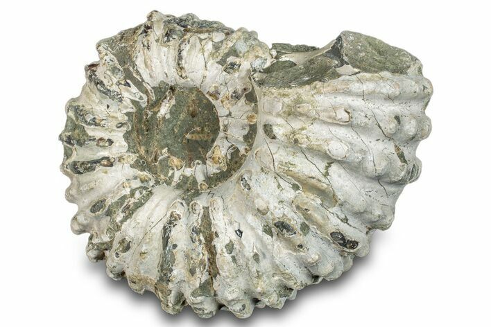 Bumpy Ammonite (Douvilleiceras) Fossil - Madagascar #277179